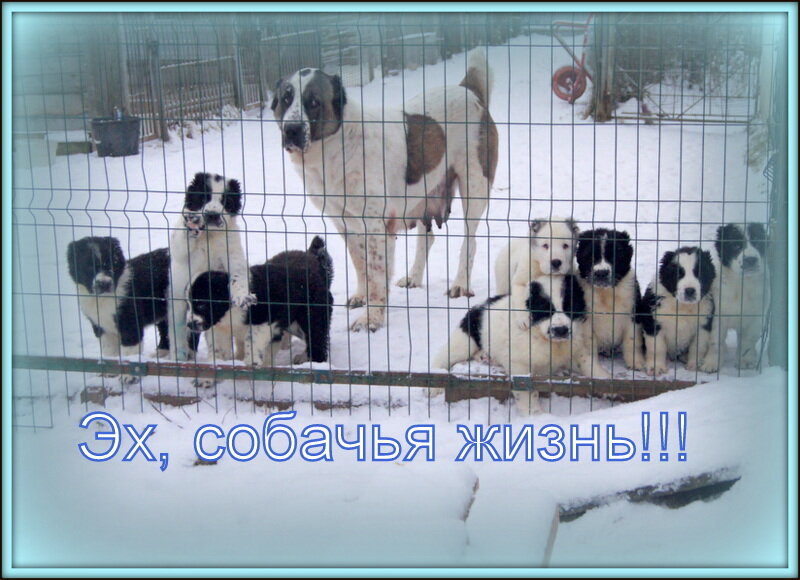 Фото из архива питомника «Шилеле». 