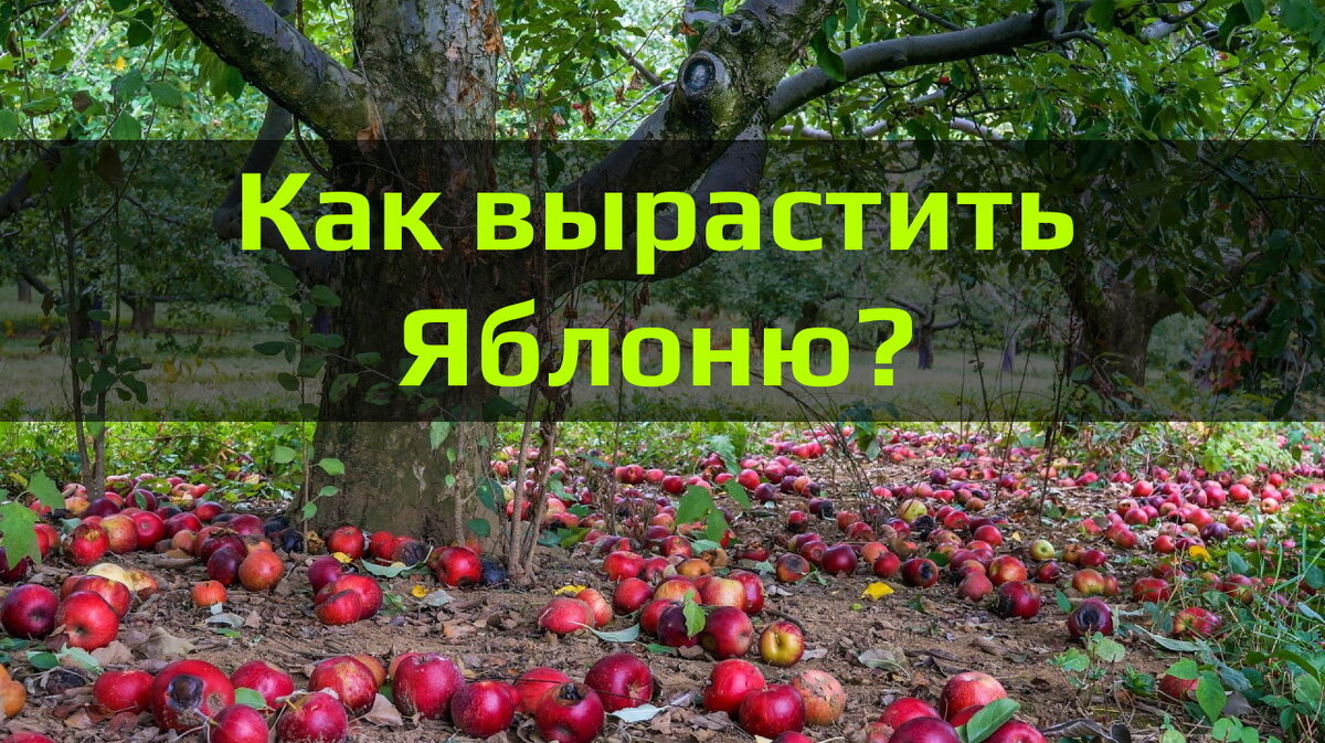 Как вырастить яболню