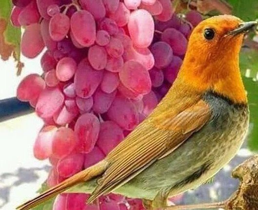 Зорянка тоже не прочь полакомиться виноградом. Такой красавице и не жалко. Только от дроздов - чур меня...