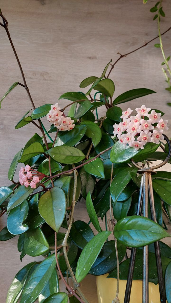 Хойя Карноса, 2022г., фото автора статьи