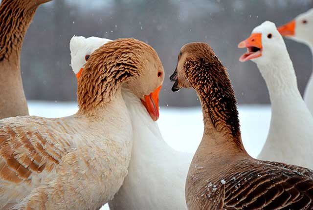 Стоковые видео по запросу Anak ayam