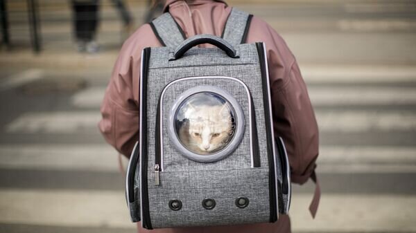   © AP Photo / Francisco Seco