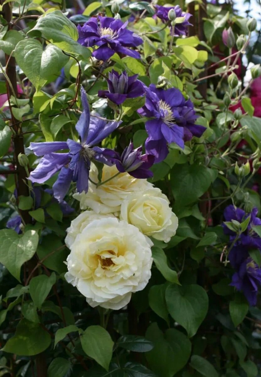 Clematis Rose роза