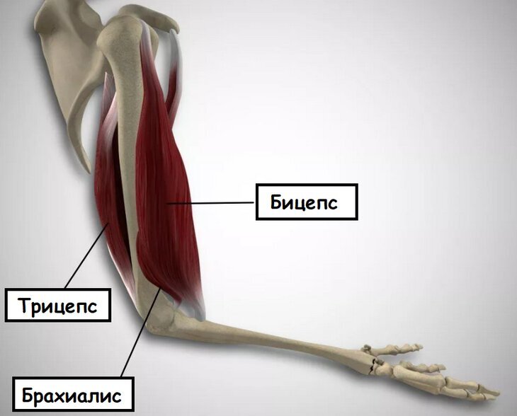 Мышцы руки анатомия трицепс