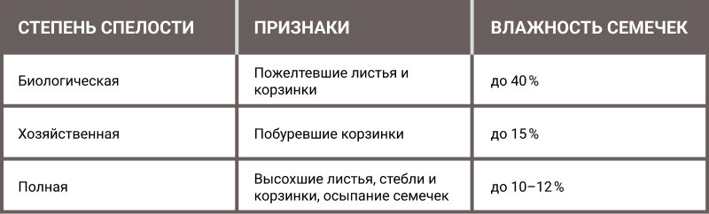 Степень спелости подсолнечника