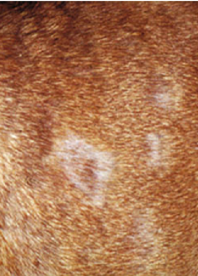 Так выглядела кожа Трои