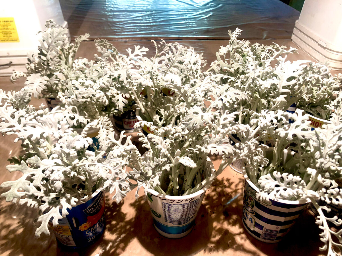 Черенки цинерарии 