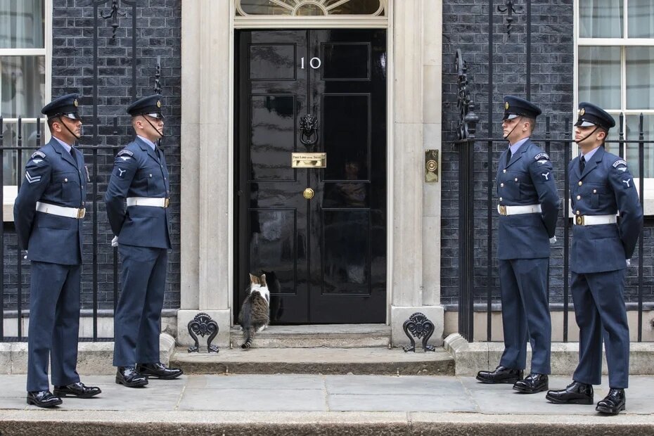 Англичане требуют назначить премьер-министром кота с Даунинг-Стрит, 10…В мире животных-это Запад. Scale_1200