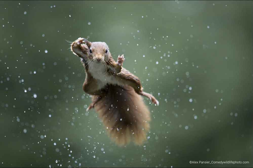    Фото: Comedy Wildlife Photography Awards