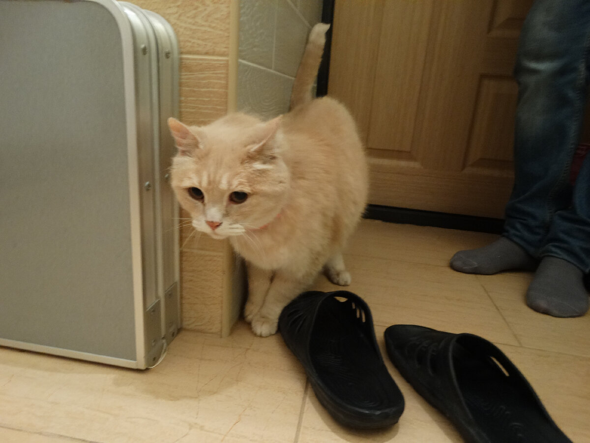 Прелестный котик, правда?