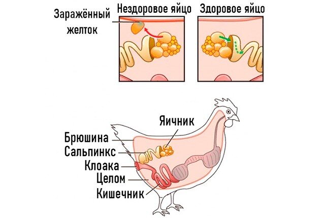 Откуда у куры яйца. Яйцевод курицы анатомия. Строение яйцевода у кур. Половая система курицы. Яйцевод у курицы схема.