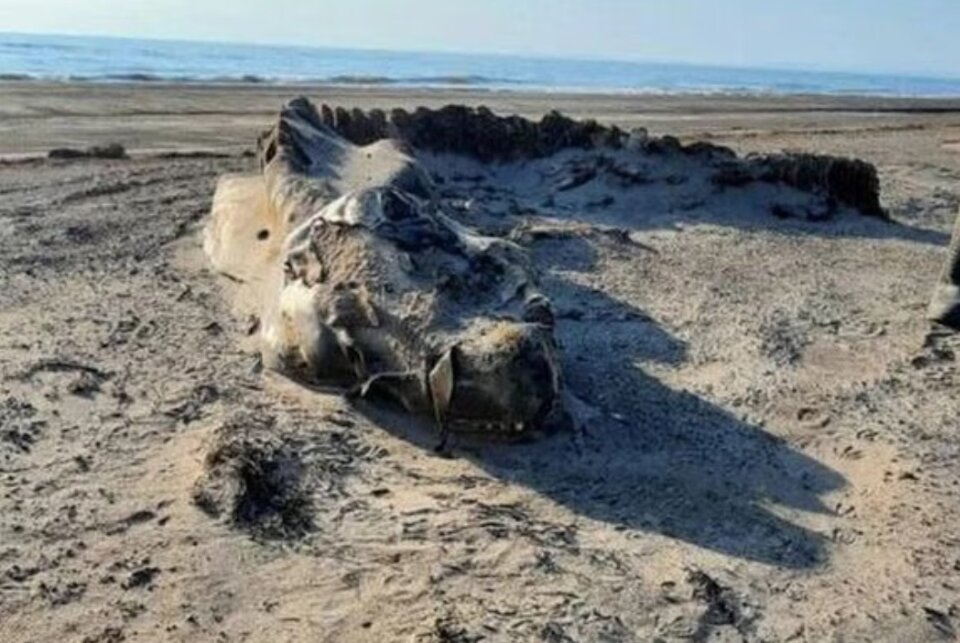 Длинный позвоночник и продолговатая массивная голова делает зверя похожим на крокодила, или даже дракона