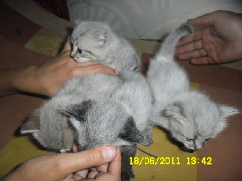 Даже красивым сложно найти хороших хозяев.