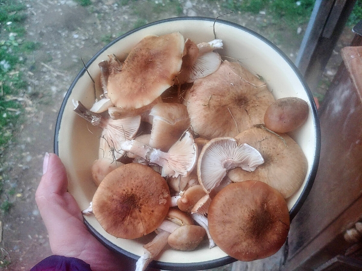 Осенние опята, собранные прямо с участка. 
