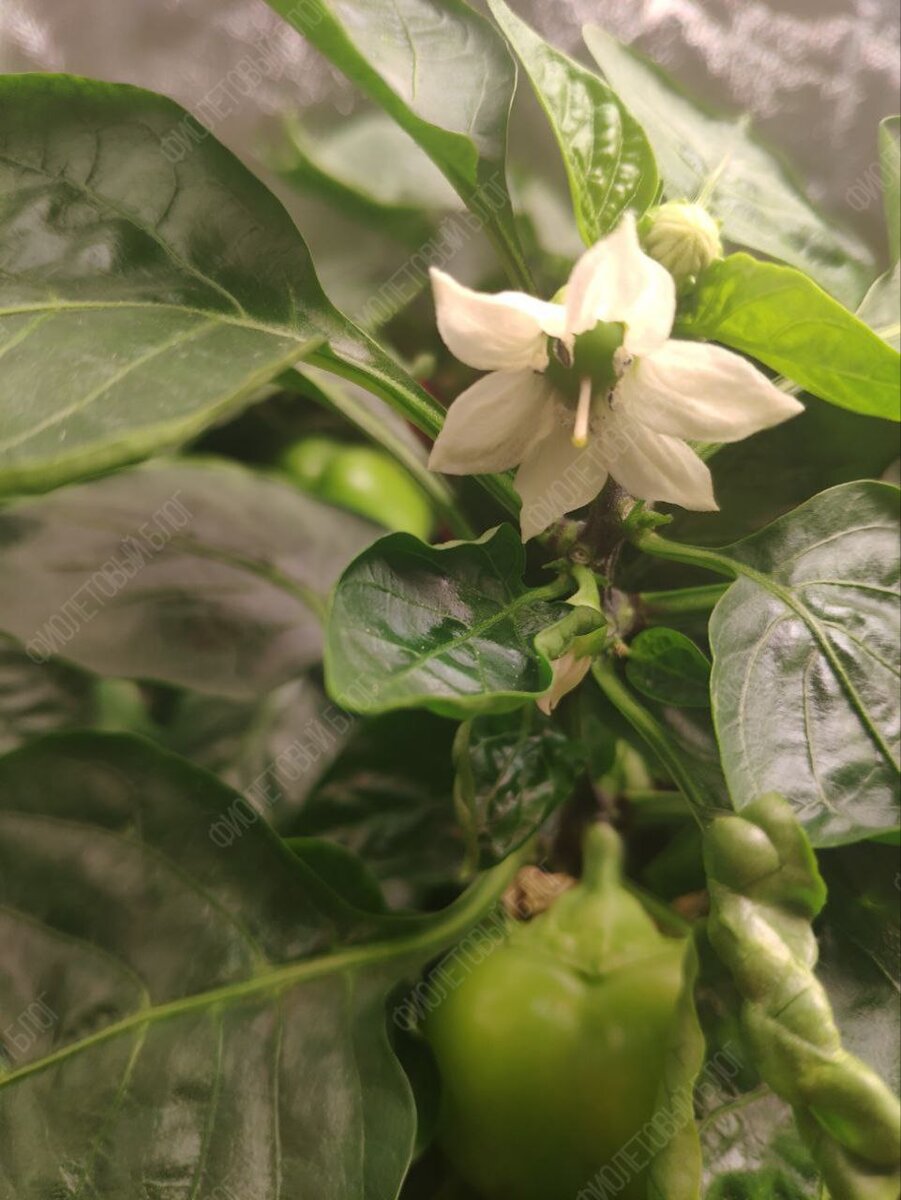 «А че, давайте вырастим!». С этой фразой и с большим потоком вдохновения начали воплощать идею в жизнь.-18