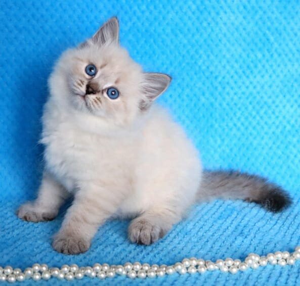 Фото Ямайки на сайте питомника "Жемчуг Невы".