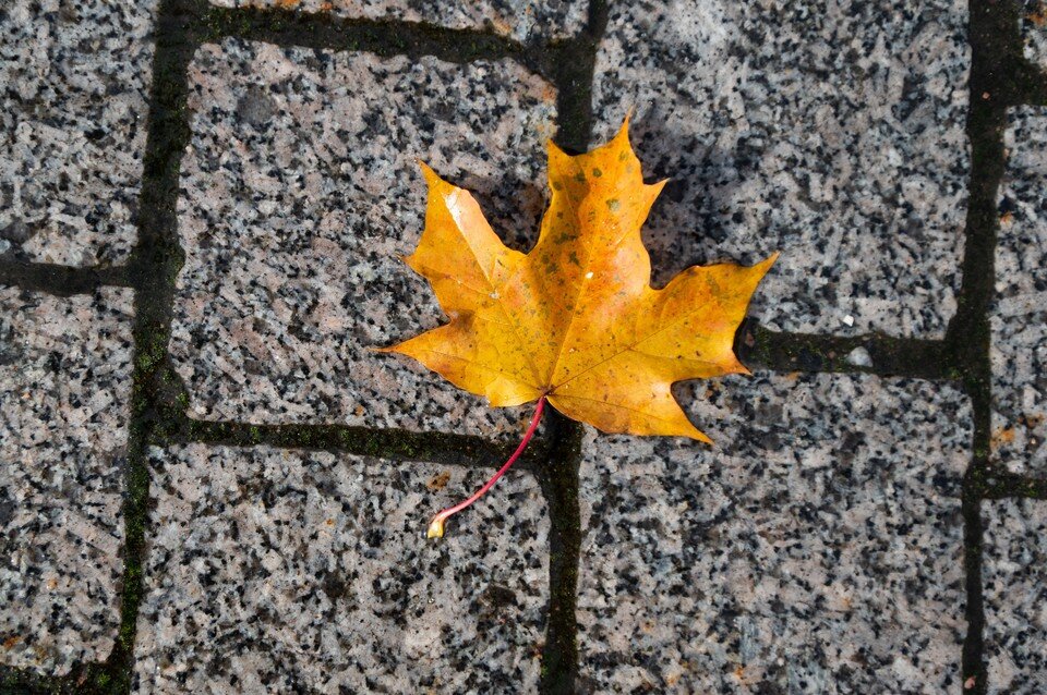     Погода на ноябрьские праздники в Петербурге будет очень холодной Юлия ПЫХАЛОВА