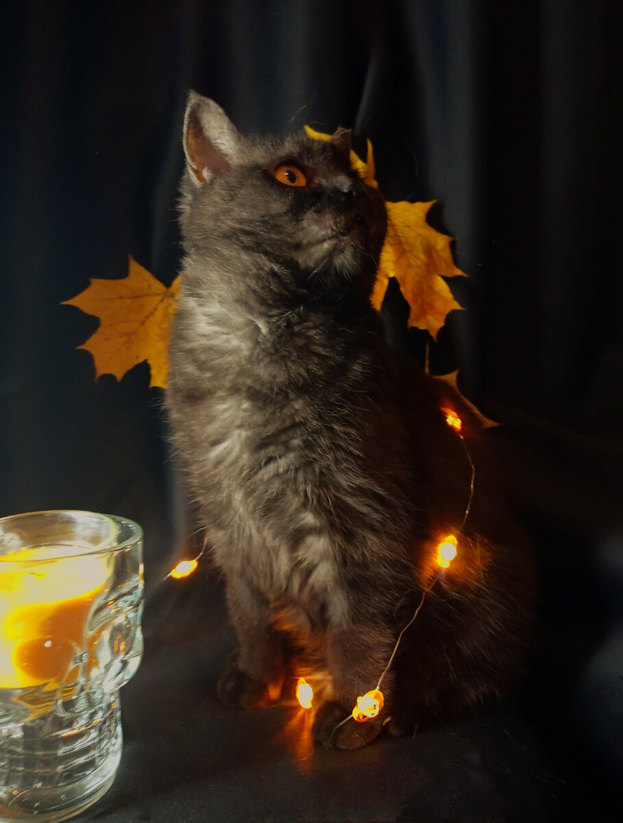Кошкинья, которая тоже привыкла к дорогим тратам