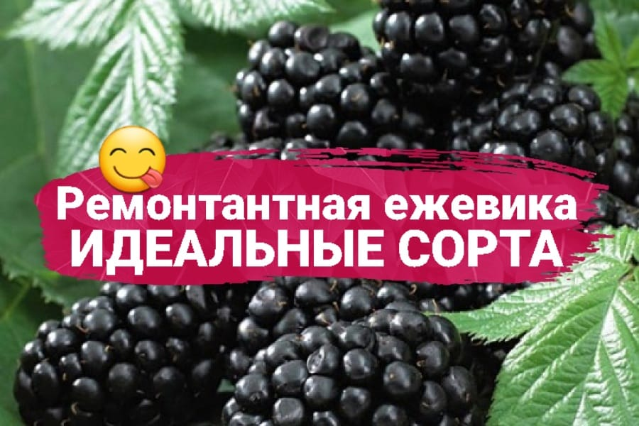 Идеальные сорта ремонтантной ежевики 🔥 | Питомник Росток 🌱 | Дзен