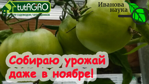 КАК ВЫРАЩИВАТЬ ТОМАТЫ и ПЕРЦЫ В ТЕПЛИЦЕ ДО НОЯБРЯ. А, главное, зачем? Гораздо больше урожай томатов!