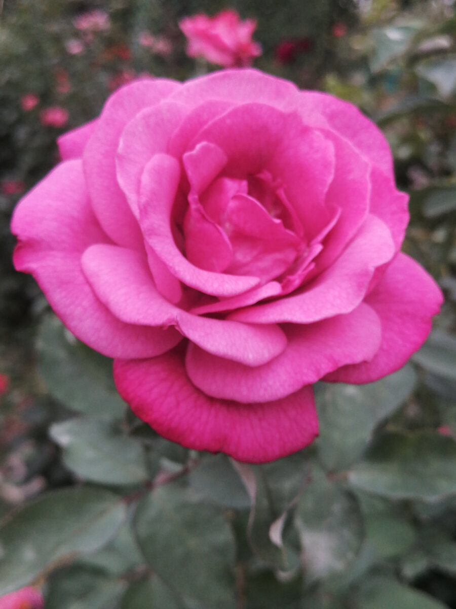 Shocking Blue. Фото автора. 