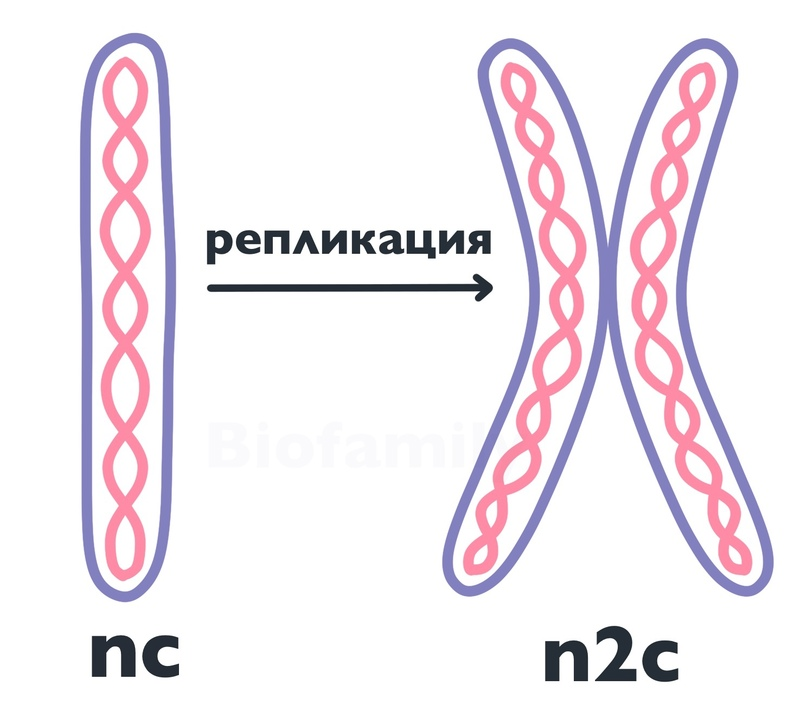 Образование четырех клеток образование однохроматидных хромосом. Транскрипция трансляция репликация. Однохроматидная хромосома. Хромосомы становятся однохроматидными. Матричные процессы.