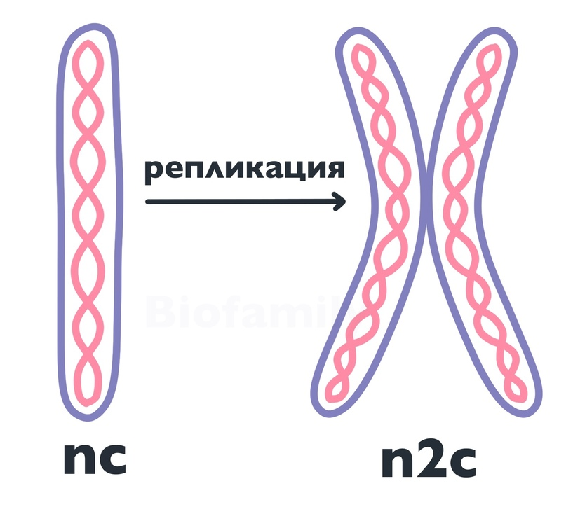 Biofamily биология