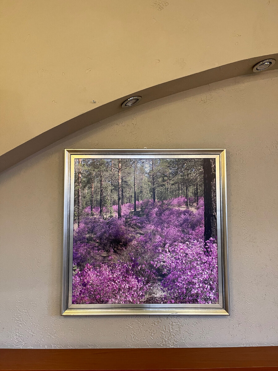 Багульник — лесное растение,  визитная карточка Забайкальского края