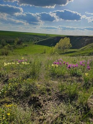 Красоту летней степи не передать словами. И даже фото (к сожалению) не передаёт всей палитры красок... 