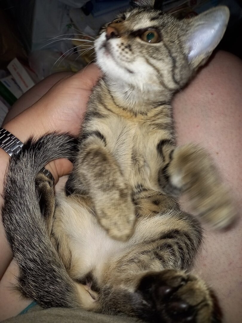 Малышка Ягодка через 2 дня пребывания у меня дома. (Фото из личного архива автора).