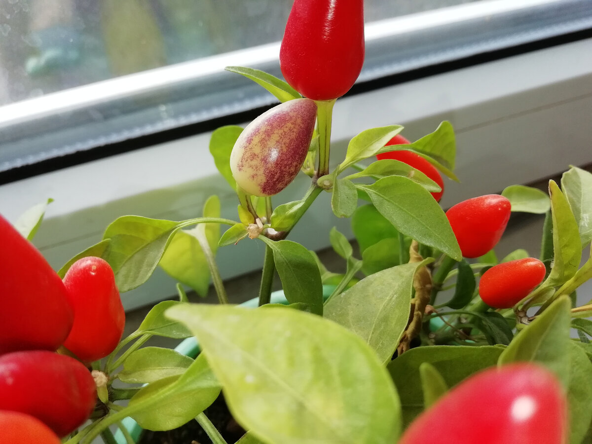 Фото из личного архива автора канала. 