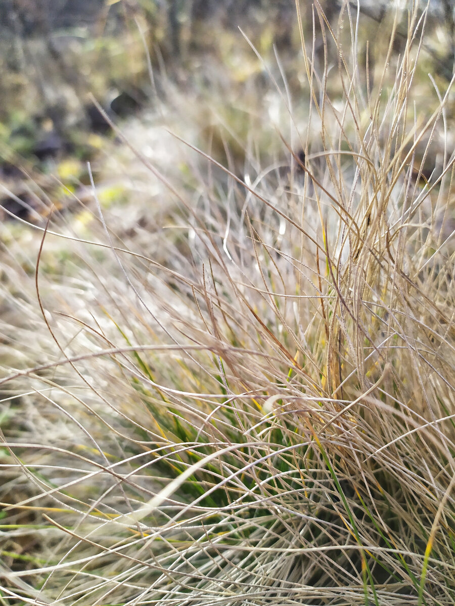 Осенняя трава.