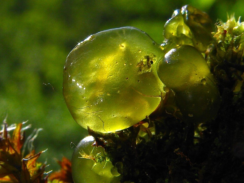     Фото: минприроды Коми