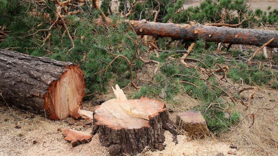     Вместо того чтобы защищать лесные насаждения, служащие выдавали документы, которые позволяли их вырубать