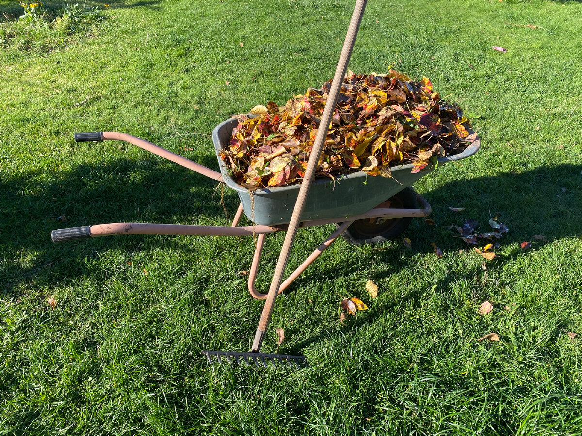  Сколько листьев - столько и мнений