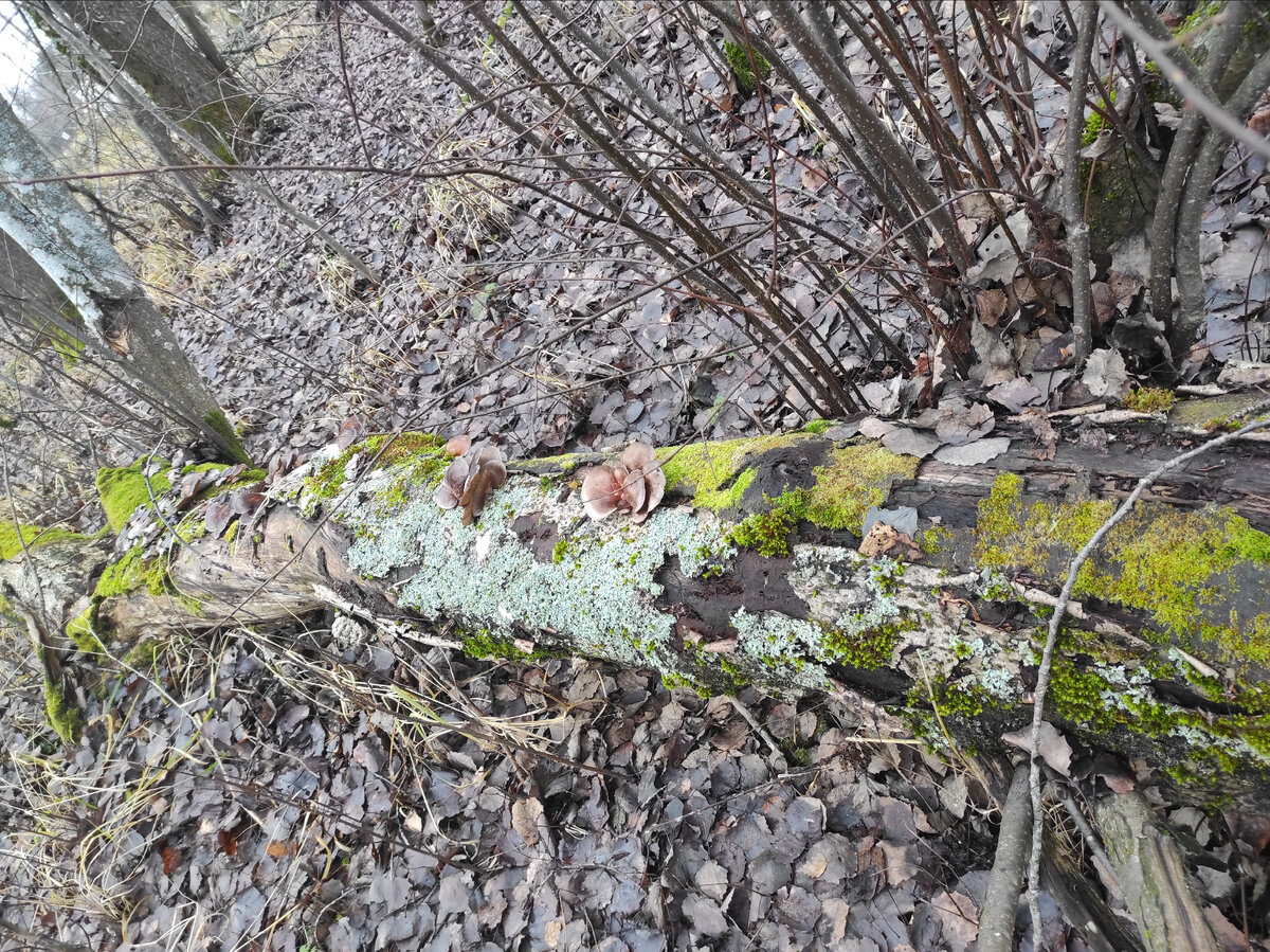 Осенние вешенки на старой осине