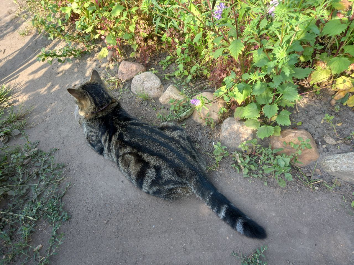 Мой Плюшик. Фото автора.