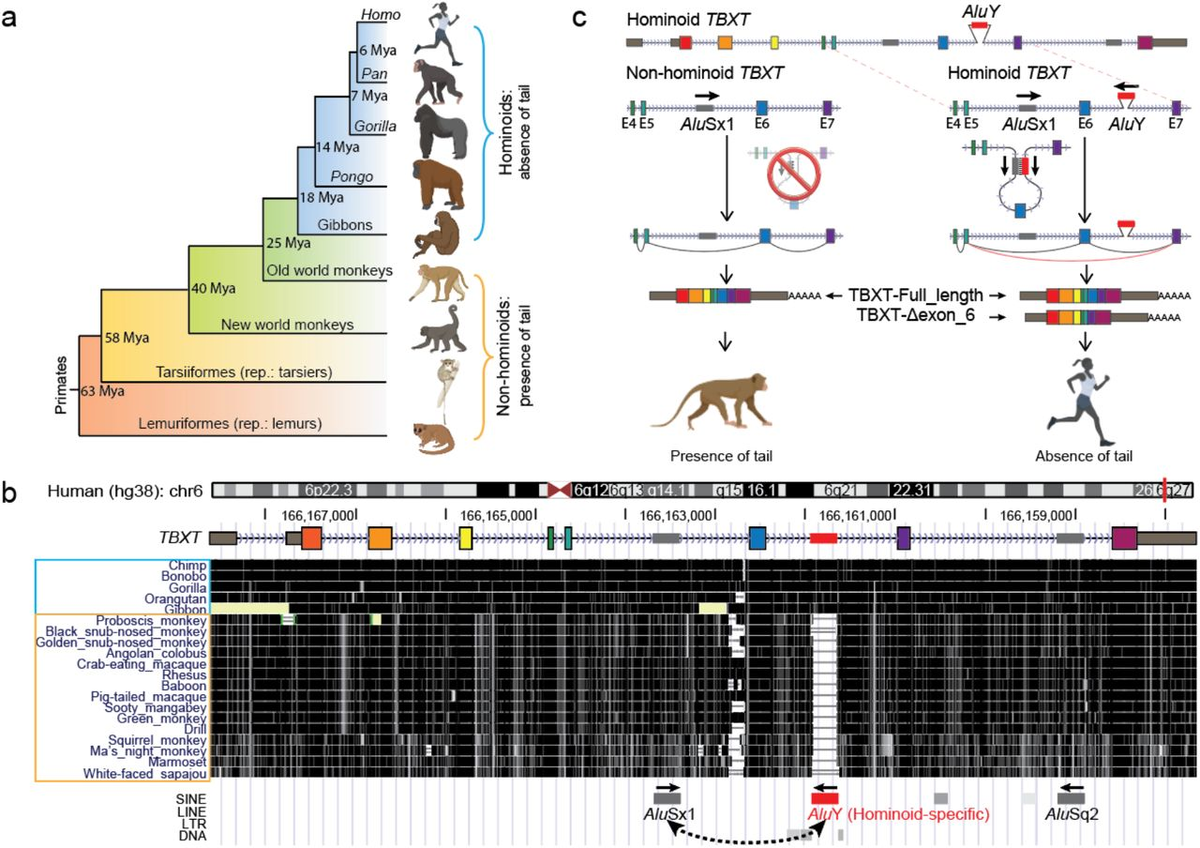 а) Эволюционное древо приматов с хвостами; b) Сравнение последовательностей генов-ортологов TBXT у разных обезьян. Красненький отрезок — AluY — элемент у гоминоидов;
с) Гипотетическая схема генетических механизмов исчезновения хвоста у гоминоидов. Обратите внимание на появление петли, вызванной «слипанием» двух Alu-элементов. В результате «выпадает» 6-й экзон.