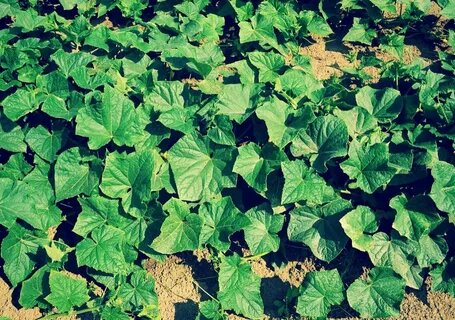 зеленая масса огурца