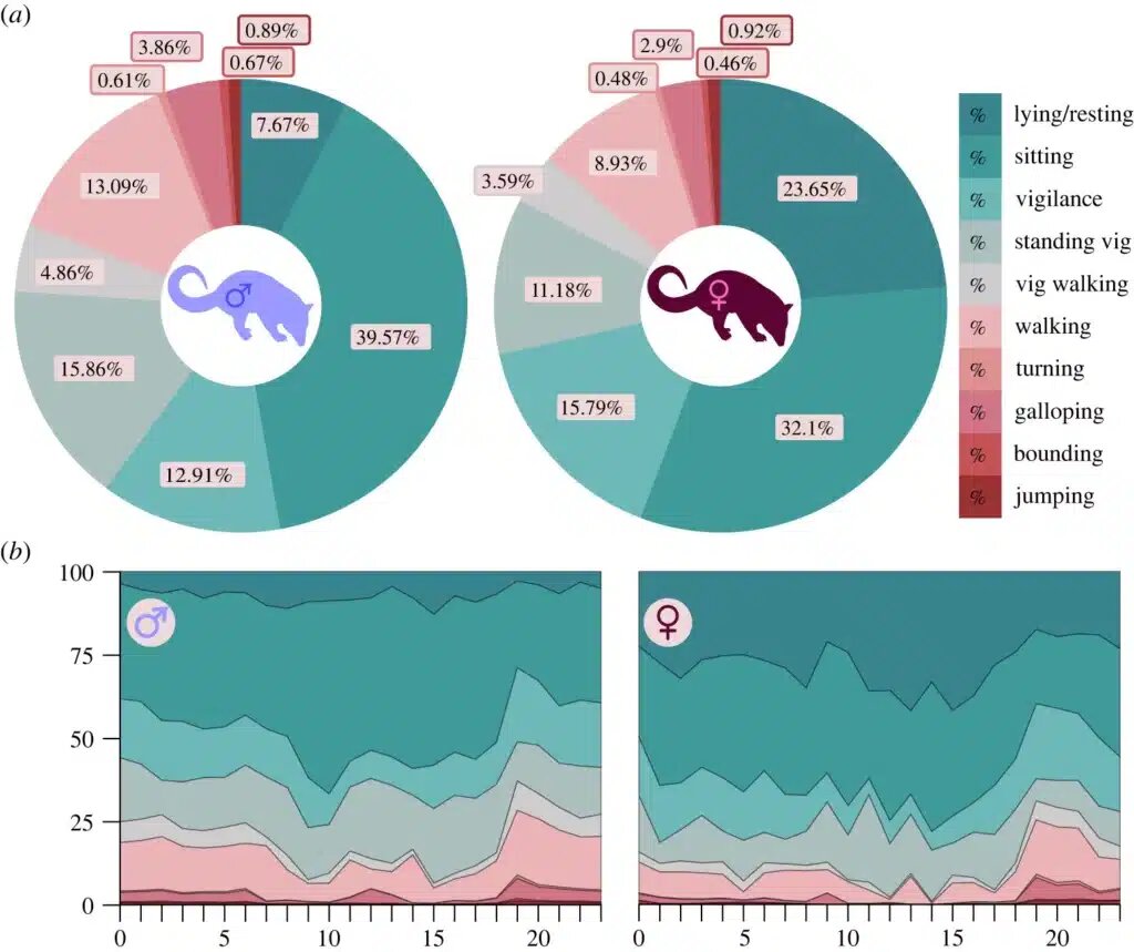   Зафиксированные носимыми датчиками виды активности подопытных особей северной сумчатой куницы. Слева — самцы, справа — самки. От темно-бирюзового до темно-красного виды активности: лежат или отдыхают, сидят, в напряжении или осматриваются по сторонам, то же самое сидя, то же самое на ходу, ходят, вертятся, бегут галопом, бегут вприпрыжку, прыгают / ©https://doi.org/10.1098/rsos.221180