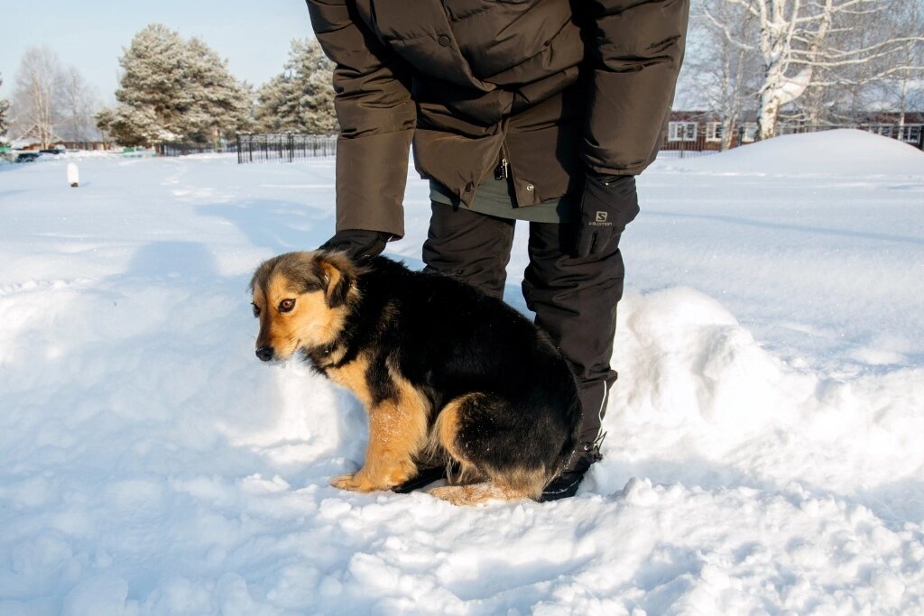    В Югре бесплатно чипируют животных