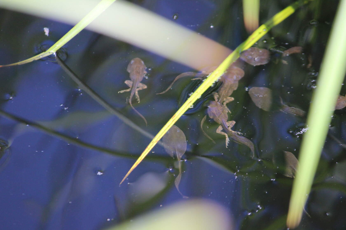 Фото В. Тарико 