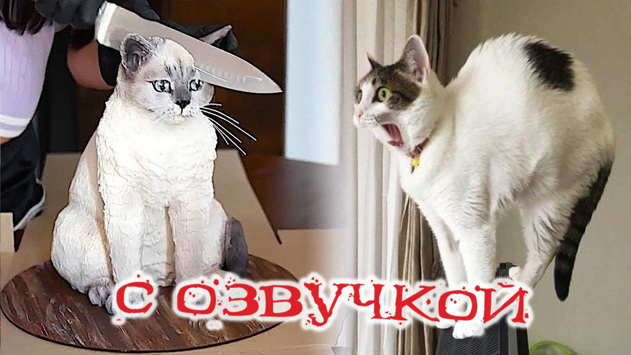 Приколы с котами! Самая смешная озвучка животных! ПРИКОЛЫ С ЖИВОТНЫМИ 2023  | Domi show | Дзен