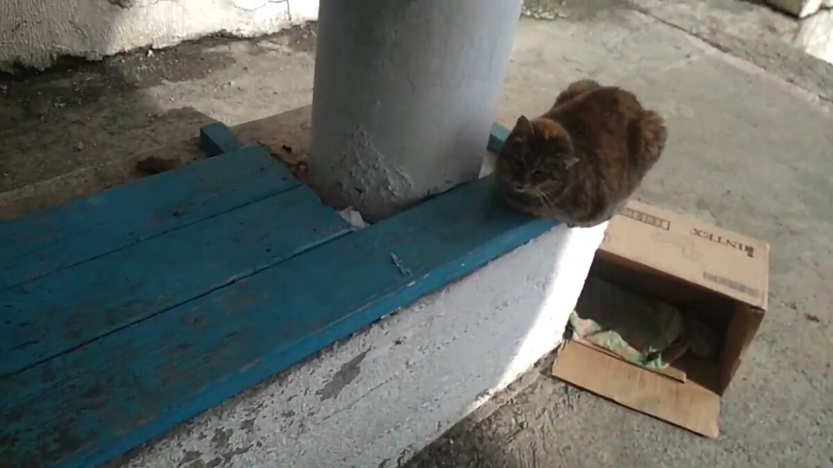 Лео из Алушты 