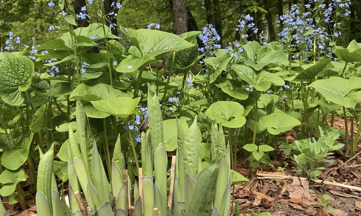 Появляется Хоста