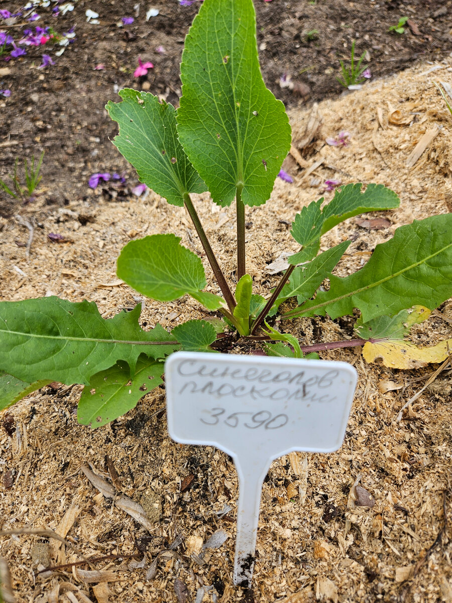 Характеристика травы. Свойства цветов растений. Лекарственными свойствами обладает растение. Лекарственные растения владимирской области. Полезные свойства растений.