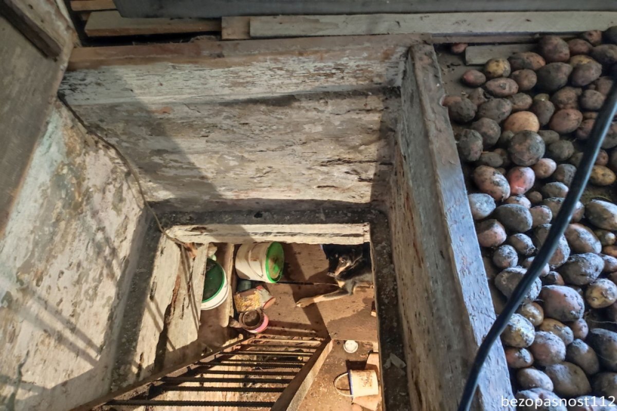    Спасатели вытащили собаку из погреба в Челябинске