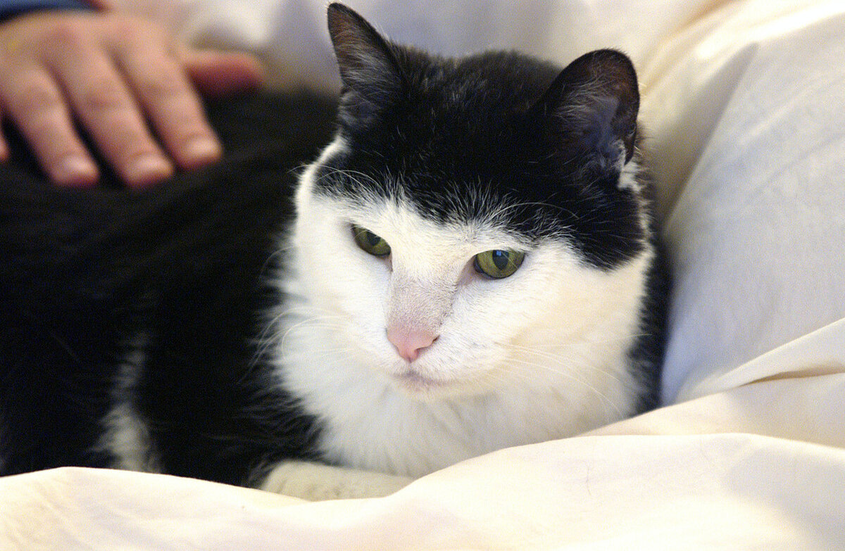 Фото John Siebert