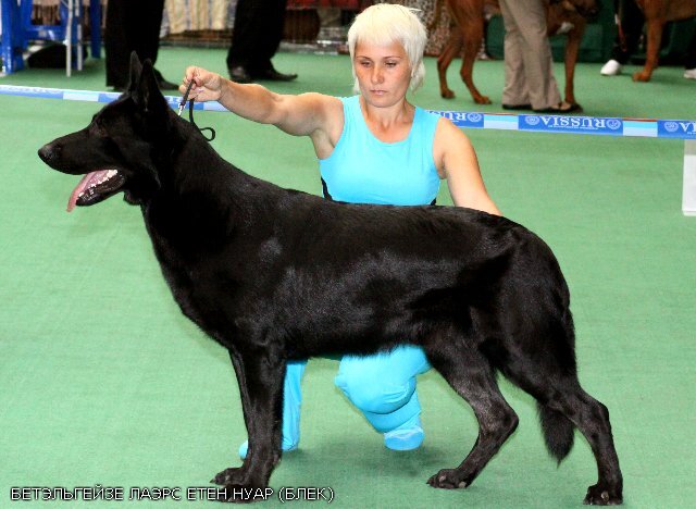 На фото - красавец-ВЕО, многократный чемпион России  Бетэльгейзе Лаэрс Етен Нуар. Самый красивый представитель черных ВЕО, которого мне удалось найти, пока я выбирала фото для статьи про Азу. В его жилах течет кровь Московской линии ВЕО, кто знает, может, они с Азой родственники...