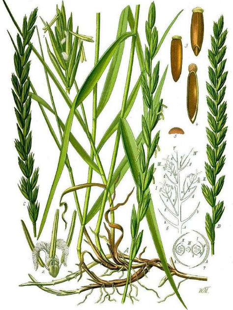 настоящий бич для огородника